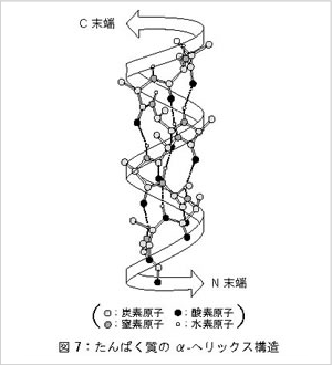タンパク質のα-へリックス構造